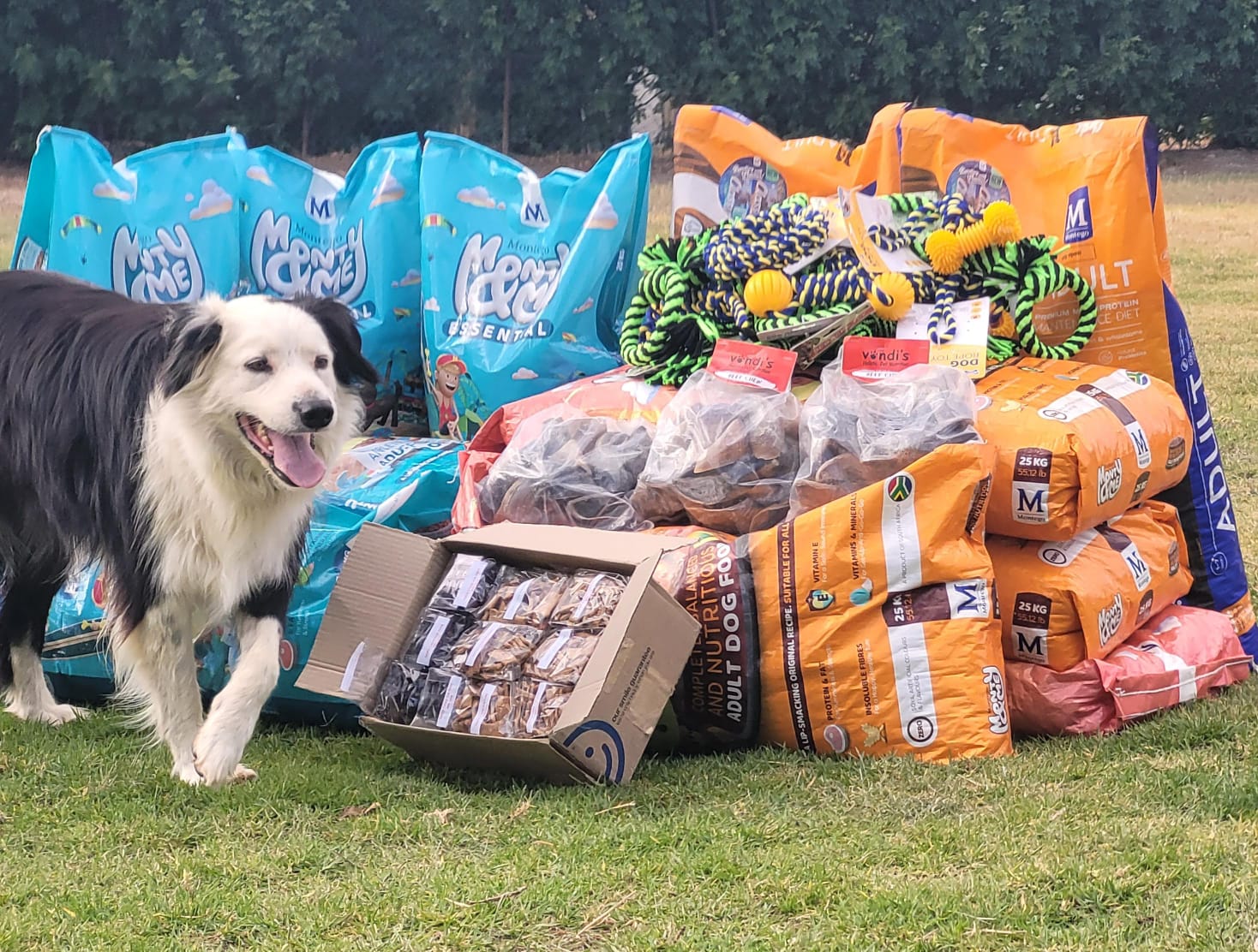 Border Collie Rescue, Cape Town 2